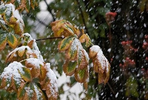 Сэрэмжлүүлэг: Ихэнхи нутгаар цасан шуурга шуурч, эрс хүйтэрнэ